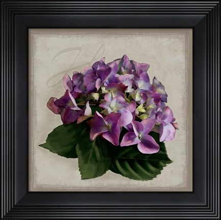Framed Botanical Hydrenga Print