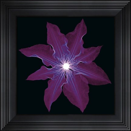 Framed Clematis Print