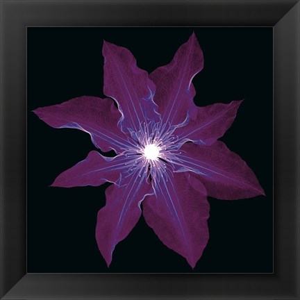 Framed Clematis Print