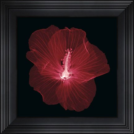 Framed Hibiscus Print