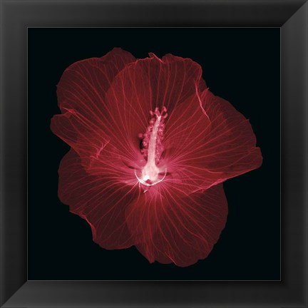 Framed Hibiscus Print