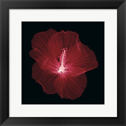 Framed Hibiscus Print