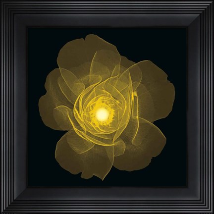 Framed Rose Print