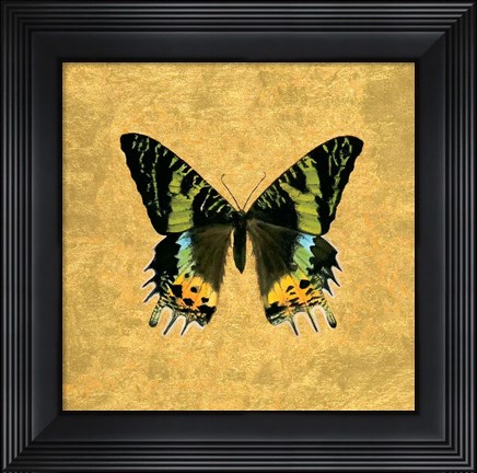 Framed Butterfly on Gold Print