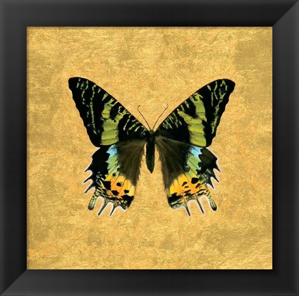 Framed Butterfly on Gold Print