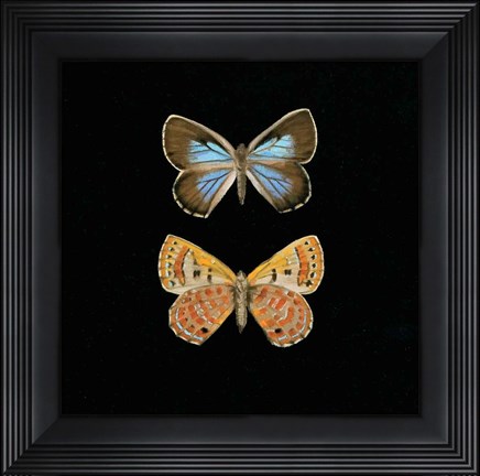 Framed Pair of Butterflies on Black Print