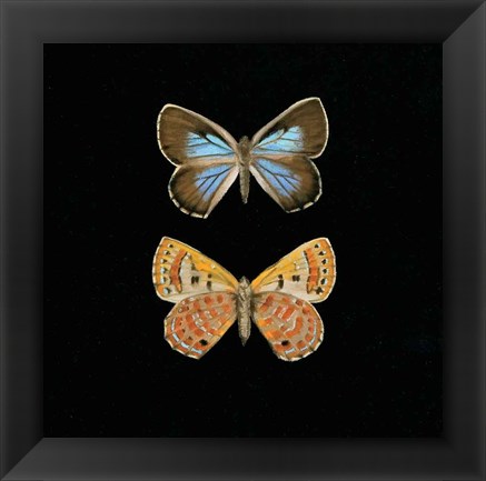 Framed Pair of Butterflies on Black Print