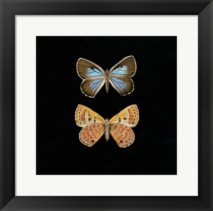 Framed Pair of Butterflies on Black Print