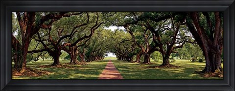 Framed Enchanted Oaks Print
