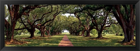 Framed Enchanted Oaks Print