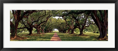 Framed Enchanted Oaks Print