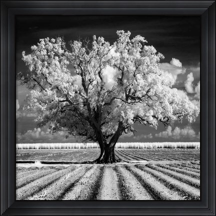 Framed Daydream Print