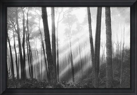 Framed Mystical Forest &amp; Sunbeams Print