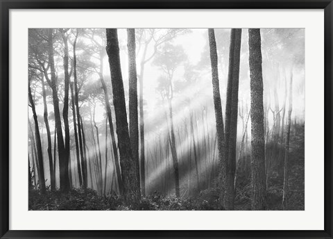 Framed Mystical Forest &amp; Sunbeams Print