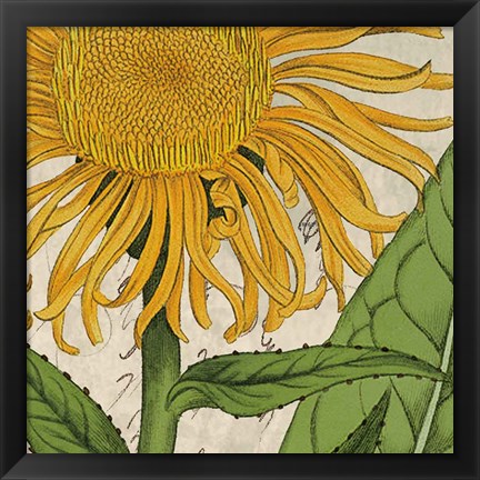 Framed Joyful Bloom I Print