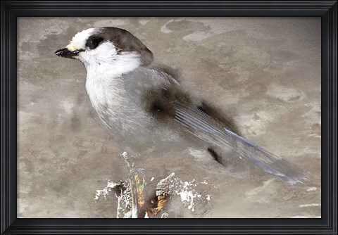 Framed Grey Jay I Print