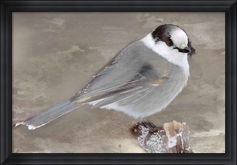 Framed Grey Jay II Print