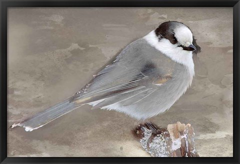 Framed Grey Jay II Print