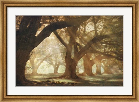 Framed Oak Alley Morning Light Print