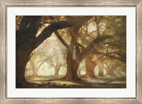 Framed Oak Alley Morning Light Print