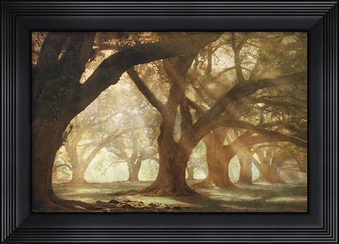 Framed Oak Alley Morning Light Print