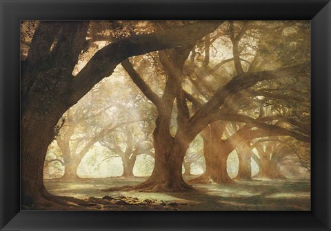 Framed Oak Alley Morning Light Print