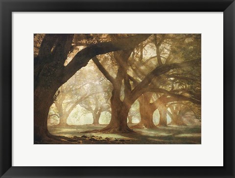 Framed Oak Alley Morning Light Print