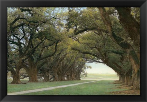 Framed Alley Of The Oaks Print