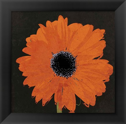 Framed Midnight Gerbera I Print