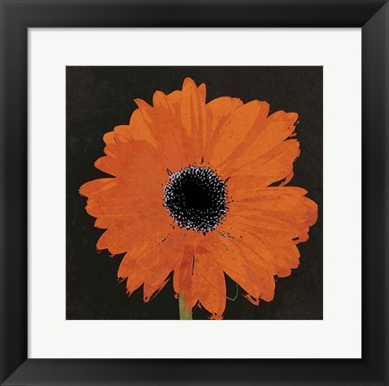 Framed Midnight Gerbera I Print