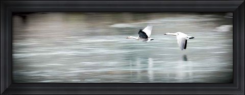 Framed Coasting Print