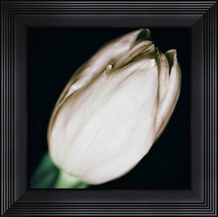 Framed Shy Print