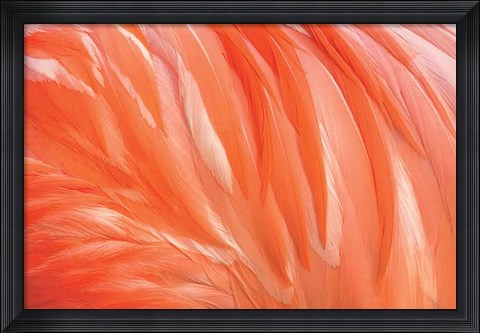 Framed Danza de la Pluma Print