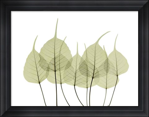 Framed Woodlands I Print