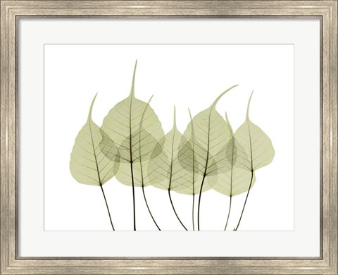Framed Woodlands I Print