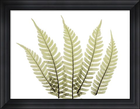 Framed Woodlands II Print