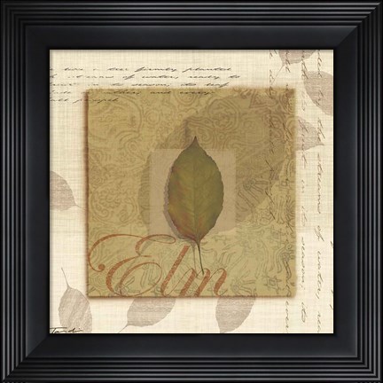 Framed Elm Print