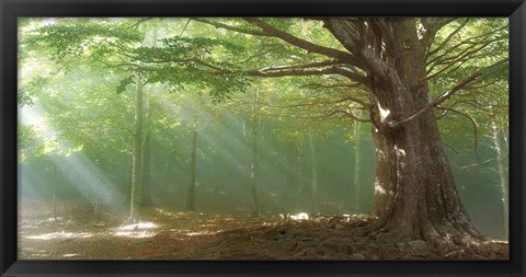 Framed Lights Print