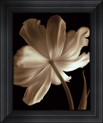 Framed Champagne Tulip II Print