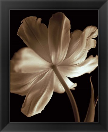 Framed Champagne Tulip II Print