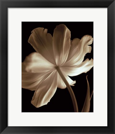 Framed Champagne Tulip II Print