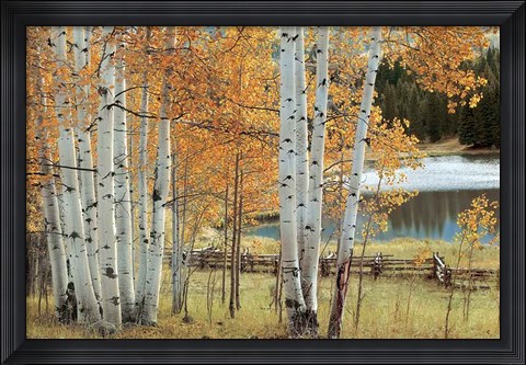 Framed Birch Beauty Print