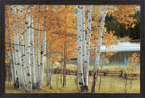 Framed Birch Beauty Print