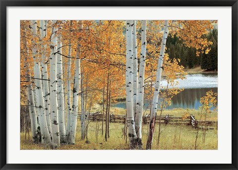 Framed Birch Beauty Print