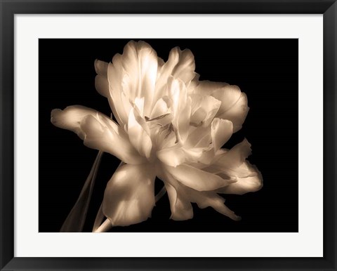 Framed Double Dappled II Print