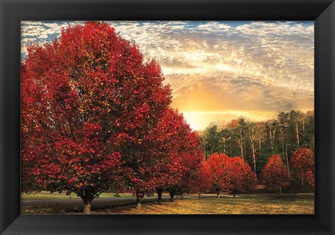 Framed Crimson Trees Print