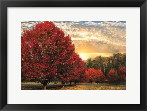 Framed Crimson Trees Print