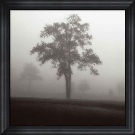 Framed Fog Tree Study I Print