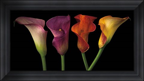 Framed Jewel Calla Lilies Print