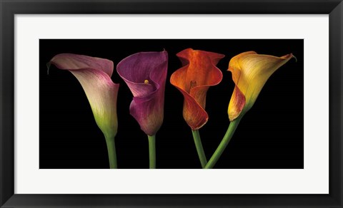 Framed Jewel Calla Lilies Print